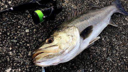 １７エクスセンス4000MXG　デビュー　…